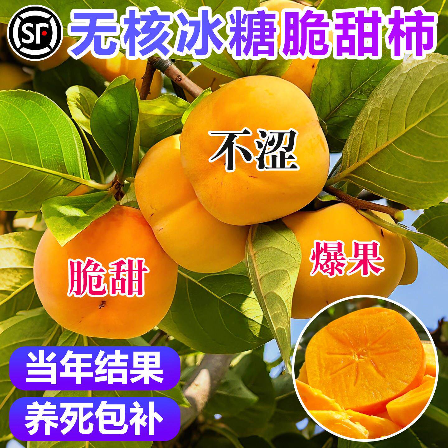 柿子树果苗盆地栽无核脆甜