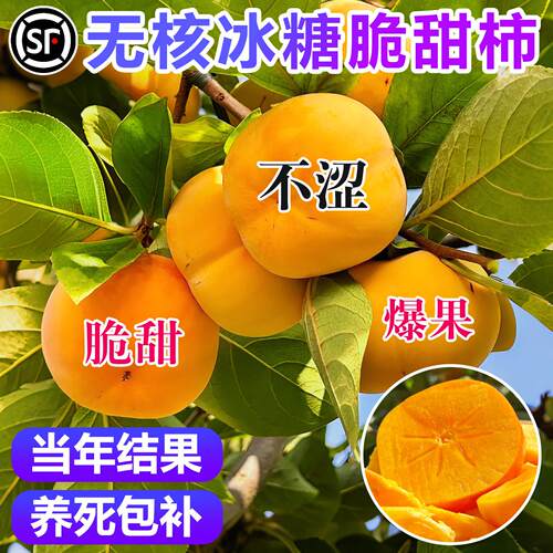 柿子树果苗盆地栽无核脆甜