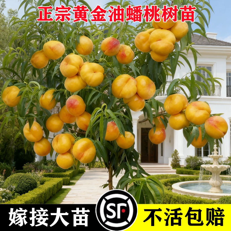 黄金油蟠桃树苗嫁接鹰嘴南