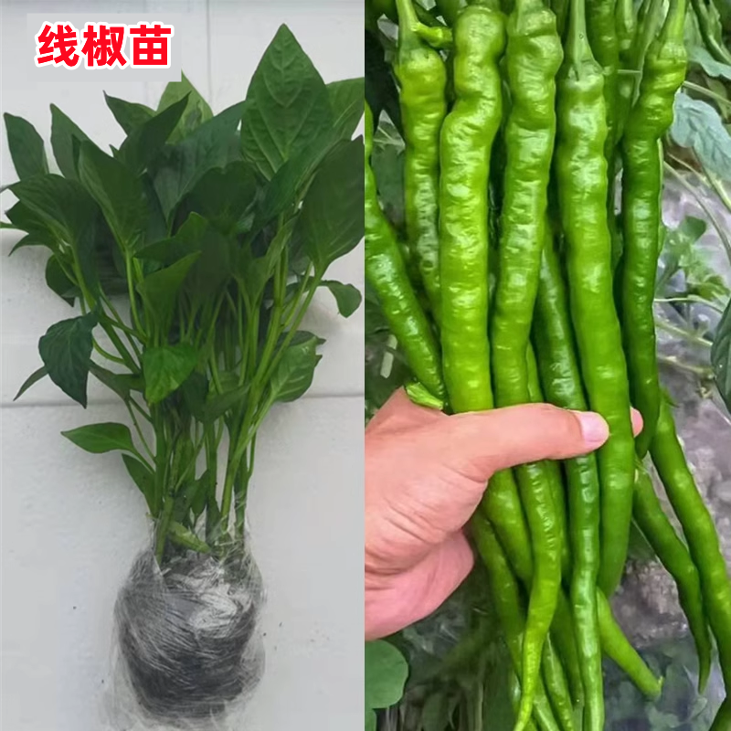 高产线椒辣椒苗长青椒尖椒二荆条南方春季菜种籽子孑盆栽蔬菜苗秧 鲜花速递/花卉仿真/绿植园艺 家庭园艺种子 原图主图