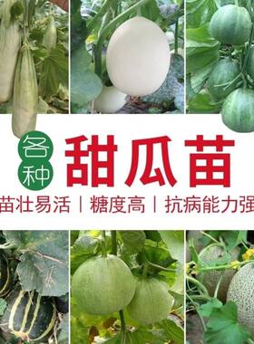 冰糖甜瓜苗白皮蜜罐羊角香