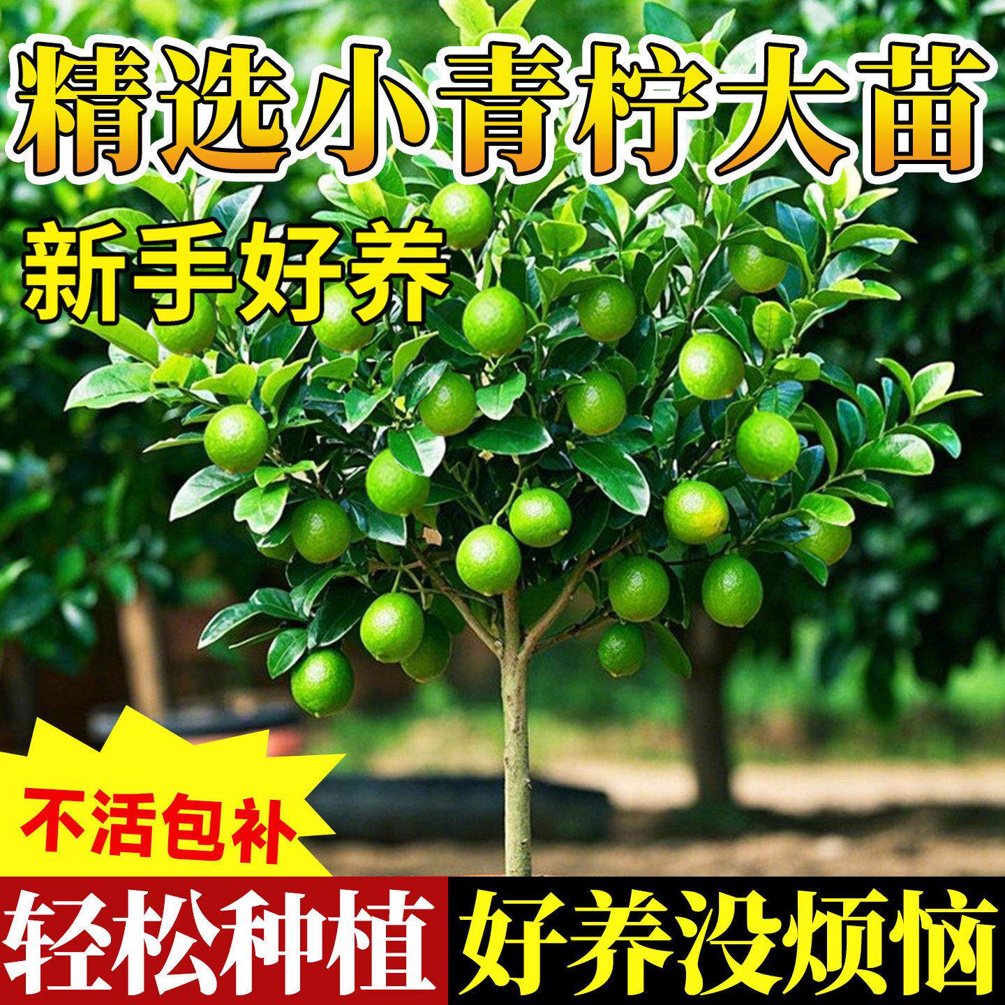 小青柠树苗无籽香水檬泰国
