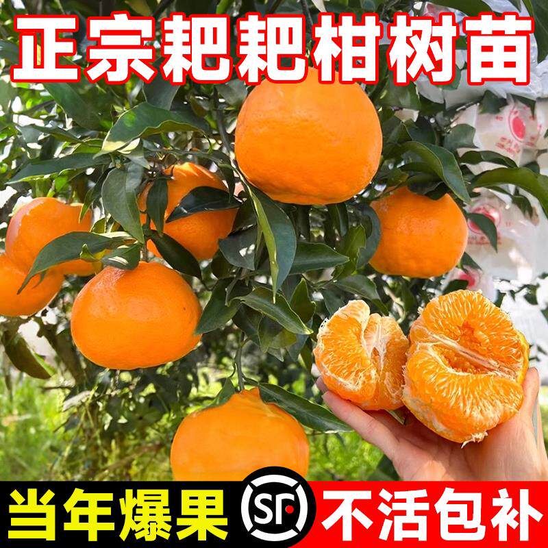 耙柑树苗正宗四川春见粑季