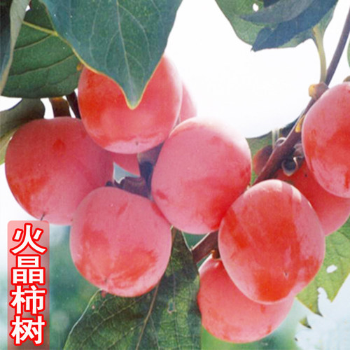 火晶柿子苗树磨盘牛心日本脆