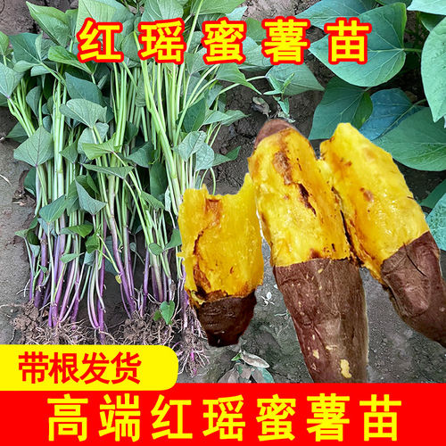 红瑶密薯苗高端品种榴莲蜜