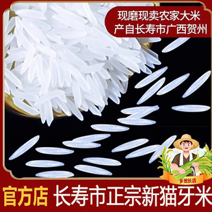 广西猫牙米农家自产大米当季 新米蛋炒饭长粒香米软糯农家米丝苗米