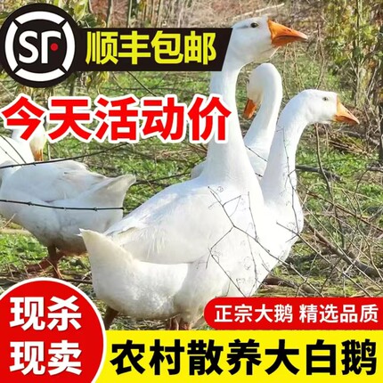 【顺丰包邮】农家大白鹅雁鹅现杀青年肉散养活杀冷冻新鲜优质特大