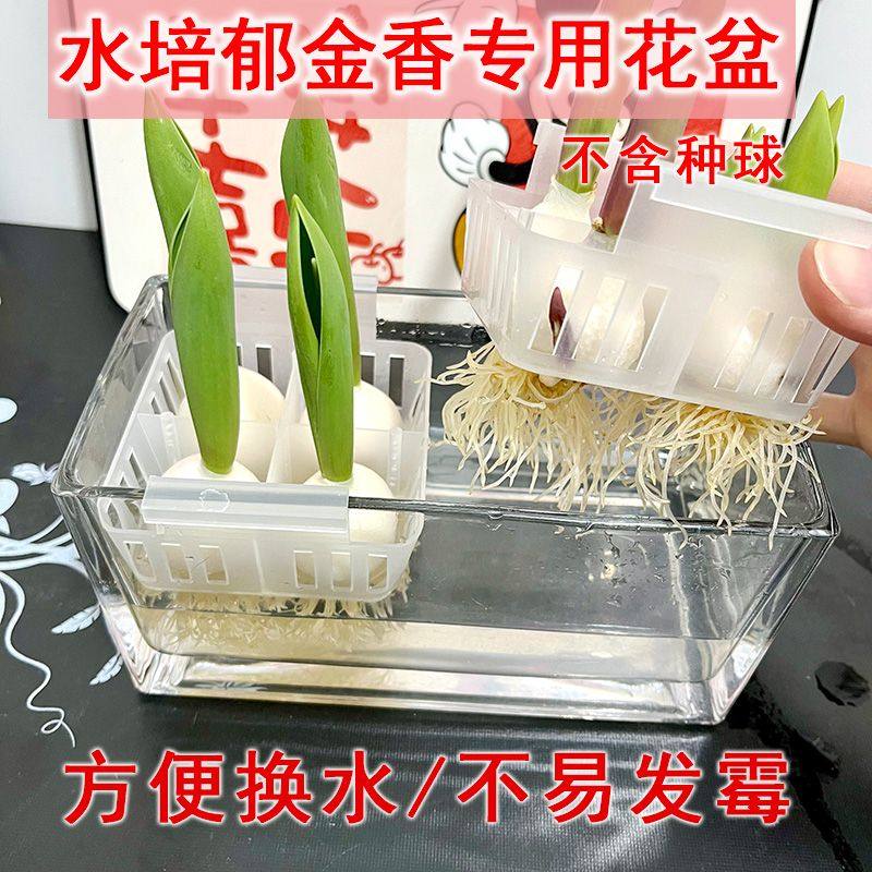 郁金香水培器皿玻璃花盆专用盆