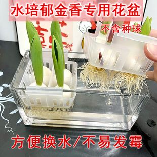 郁金香水培器皿玻璃花盆定植篮透明塑料水养种植控根种球专用盆