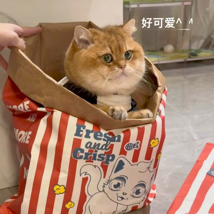 猫咪牛皮纸袋可爱益智减压逗猫捉迷藏袋四季用磨爪耐撕猫抓板玩具