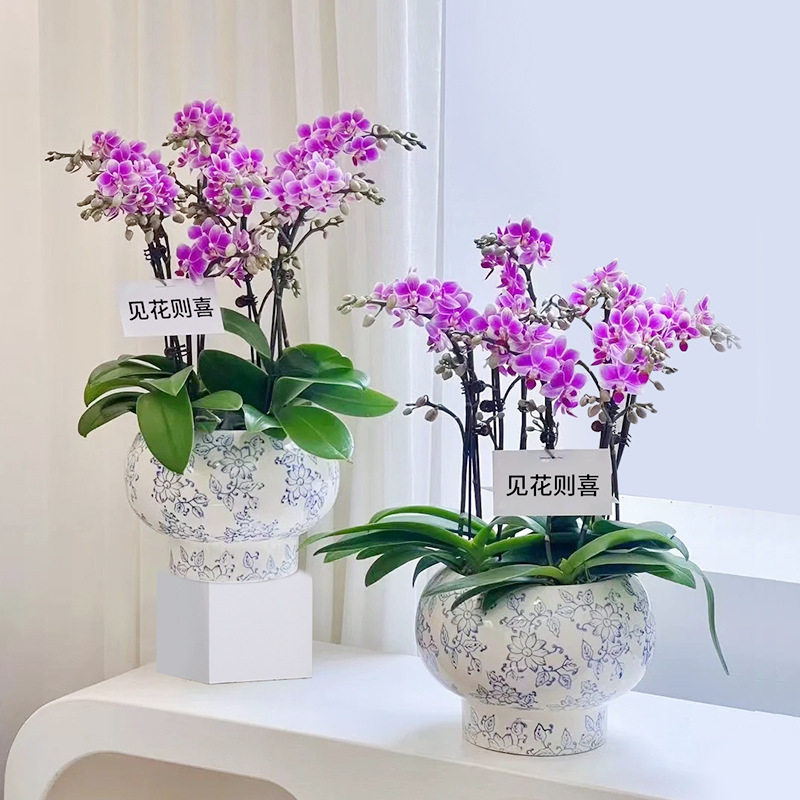 新中式青花瓷纹蝴蝶兰陶瓷花盆家用室内复古装饰瓷器绿植盆栽套盆