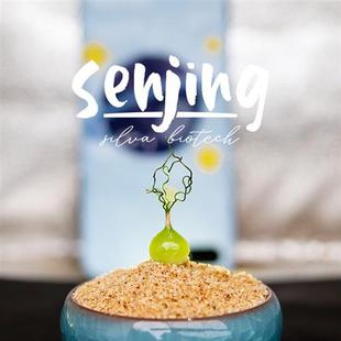 狂乱弹簧草Ornithogalum osmynellum/迷你球根/近开花球/罕见多