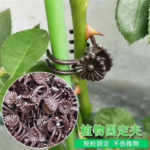 园艺兰花铁线莲月季花卉盆栽藤蔓爬藤花枝条植物蝴蝶兰夹子固定夹