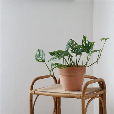 植物私生活 爬藤仙洞芋 垂吊植物 净化空气绿植