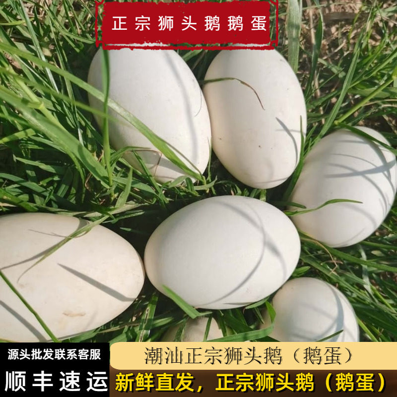 （正宗狮头鹅鹅蛋）农家散养五谷鹅蛋