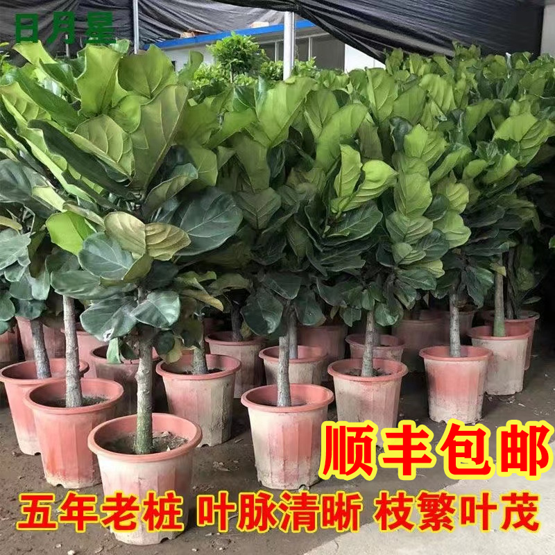 琴叶榕老桩四季易活植物
