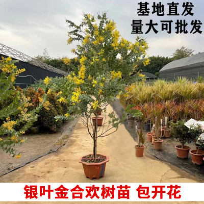 银叶金合欢树苗庭院阳台植物