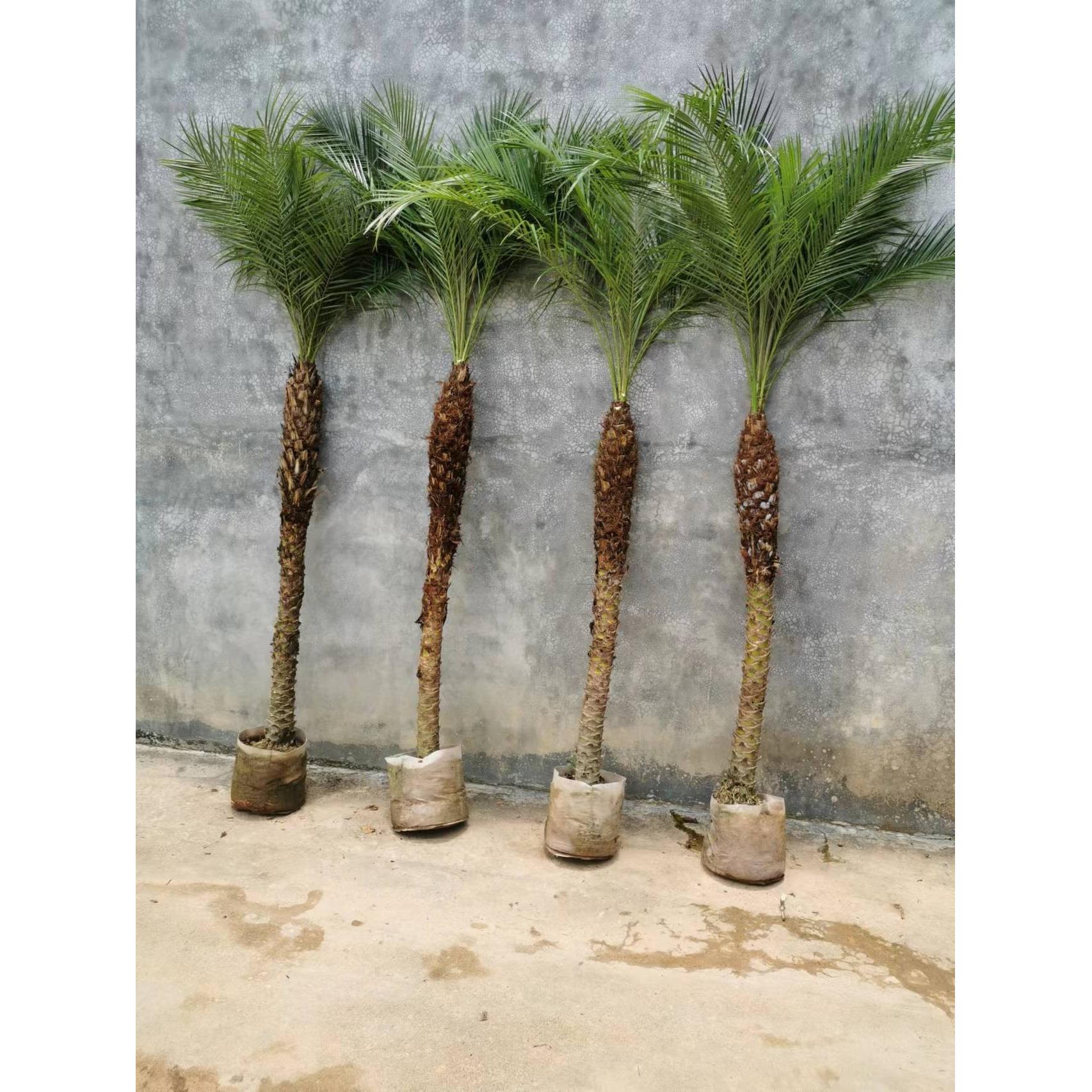 1号棚美丽针葵江边刺葵棕榈科椰子树室内除甲醛庭院美化绿植盆栽