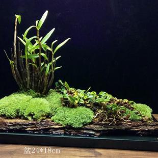 米金钗石斛兰花苗米斛绿植物花卉盆栽盆景文竹铁皮石斛兰花菖蒲草