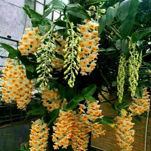 球花石斛 石斛 易花木车盆 球形花 串花绿植盆栽盆景吊兰花附生兰