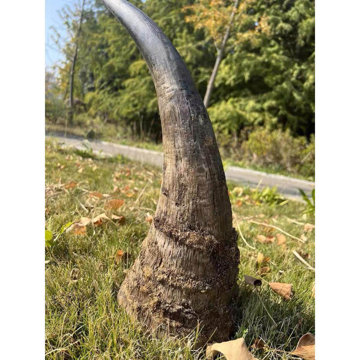 保真天然披毛犀角亚洲非洲高端文玩古玩摆件髓腔鱼卵纹竹丝纹清晰,家居饰品,装饰摆件,淘宝优惠券,粉丝福利购,淘宝优惠卷