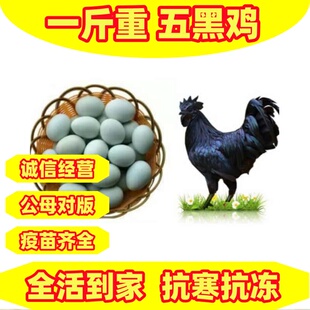 半大五黑鸡苗半斤脱温幼苗活小鸡苗散养五黑鸡绿壳蛋鸡黑乌鸡正宗