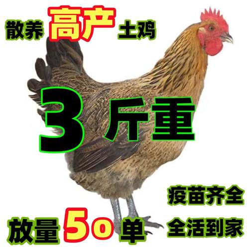 半大红瑶土鸡三黄鸡脱温纯种