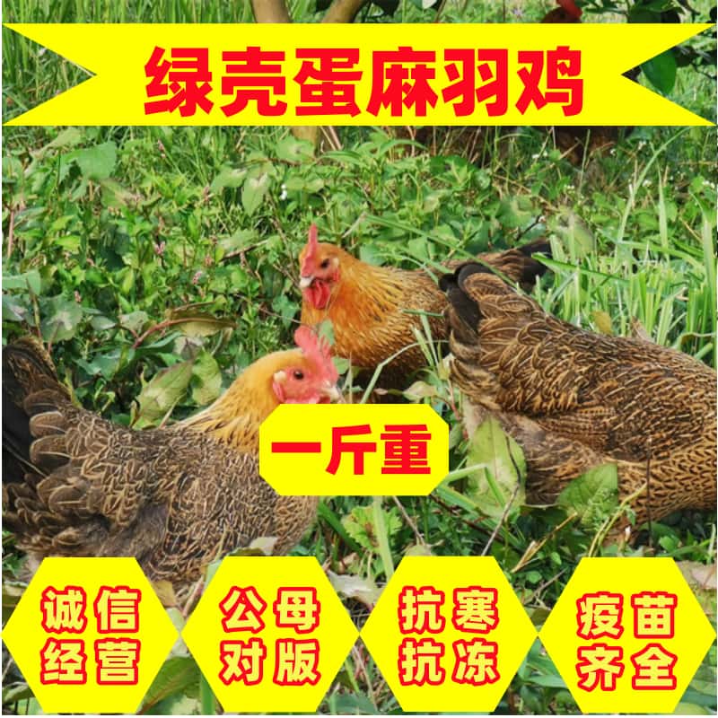 纯种麻羽鸡鸡苗散养小脚