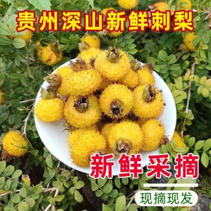 贵州野生刺梨鲜果泡酒泡茶整箱5斤现摘现发新鲜刺力刺梨维c之王