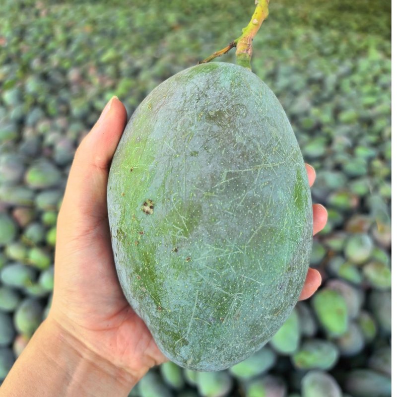 【9斤凯特大芒果】攀枝花凯特芒果酸甜多汁大脸芒核小肉多芒