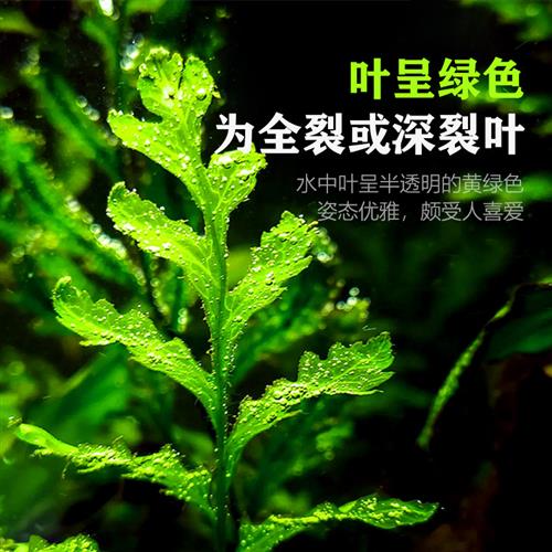 黑木蕨水草鱼缸阴性草水下草水下叶无虫害造景水晶虾缸后景真水草