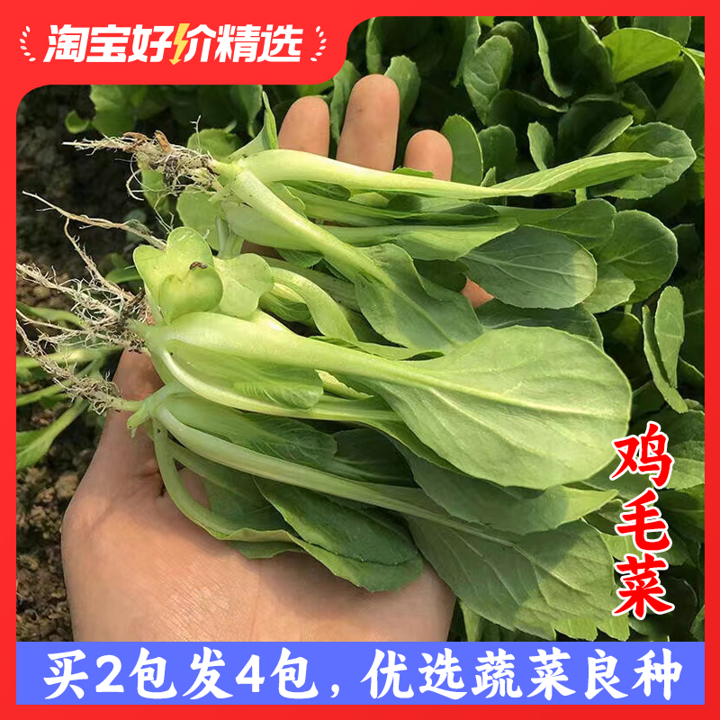 速生鸡毛菜种子小油菜小白菜生长快易种植盆栽阳台庭院耐热抗寒