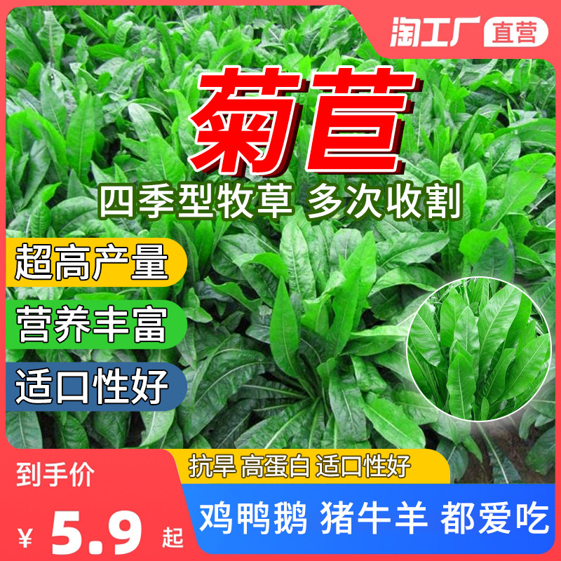 菊苣种籽大叶多年生喂猪菜种子牛羊鱼鸡鸭鹅爱吃的牧草种子兔子草