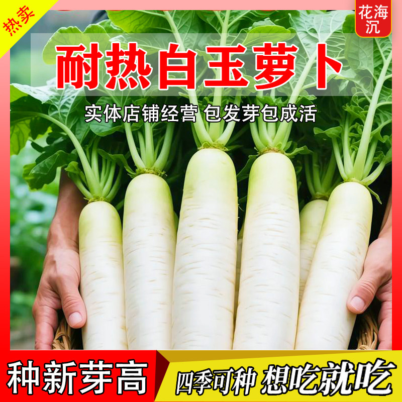 夏季耐热抗40白萝卜种子