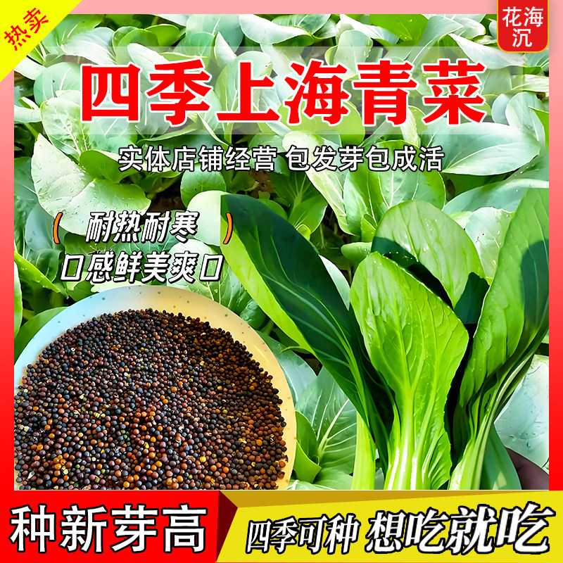 四季上海青种子矮杆无筋青梗上海青种子小青菜籽蔬菜盆栽阳台庭院