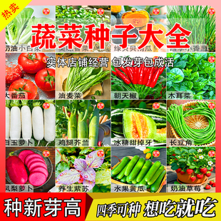 蔬菜种子香菜番茄辣椒菠菜黄瓜青菜籽生菜萝卜白菜四季播种孑大全