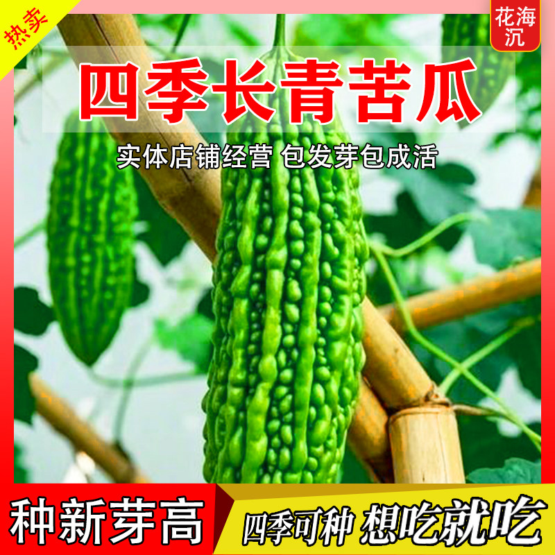 荷兰高产苦瓜种子种籽苗嫁接带土大全孑苹果蔬菜秧苗四季菜苗秧白