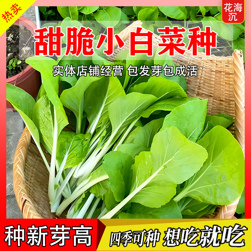 四季奶油白菜种子小白菜种籽蔬菜青菜菜种孑子籽种大全白莱快菜种