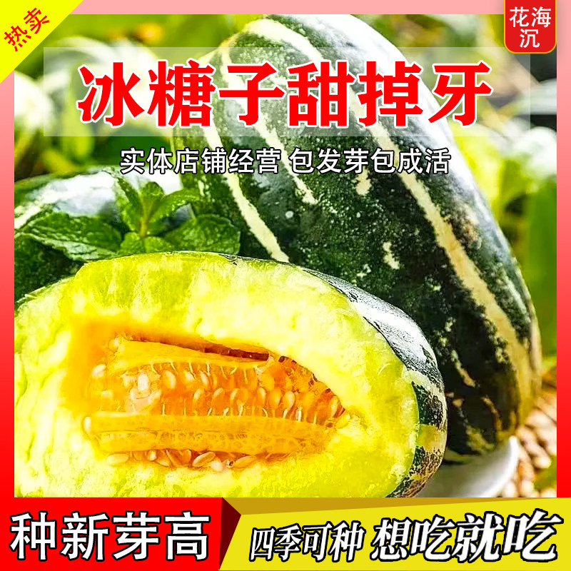 甜瓜种子冰糖子香瓜种籽羊角蜜薄皮高产四季播种特大甜掉牙老品种