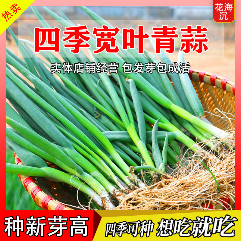 蒜苗韭葱种子种籽孑青蒜洋蒜苗洋大蒜 四季籽种高产菜籽蔬菜菜蒜