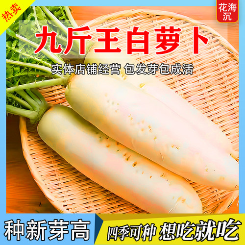 九斤王白萝卜种子高产不空心春不老耐高温耐寒四季大白萝卜种子籽
