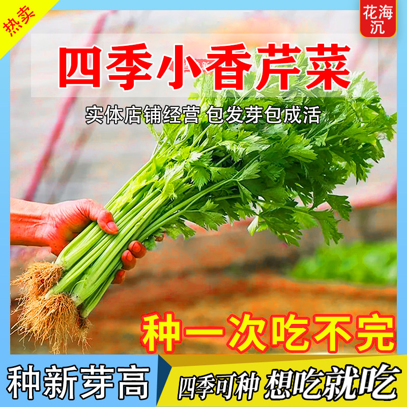 四季小香芹种子脆嫩清香芹菜种籽春季秋季旱芹籽庭院蔬菜种子大全