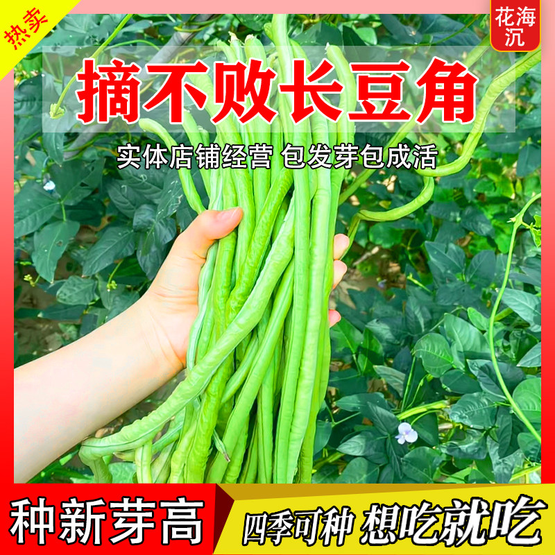 长豆角种子压塌架小五叶特长豇豆种籽庭院田园爬藤一点红蔬菜种孑