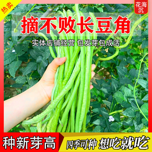 长豆角种子压塌架小五叶特长豇豆种籽庭院田园爬藤一点红蔬菜种孑