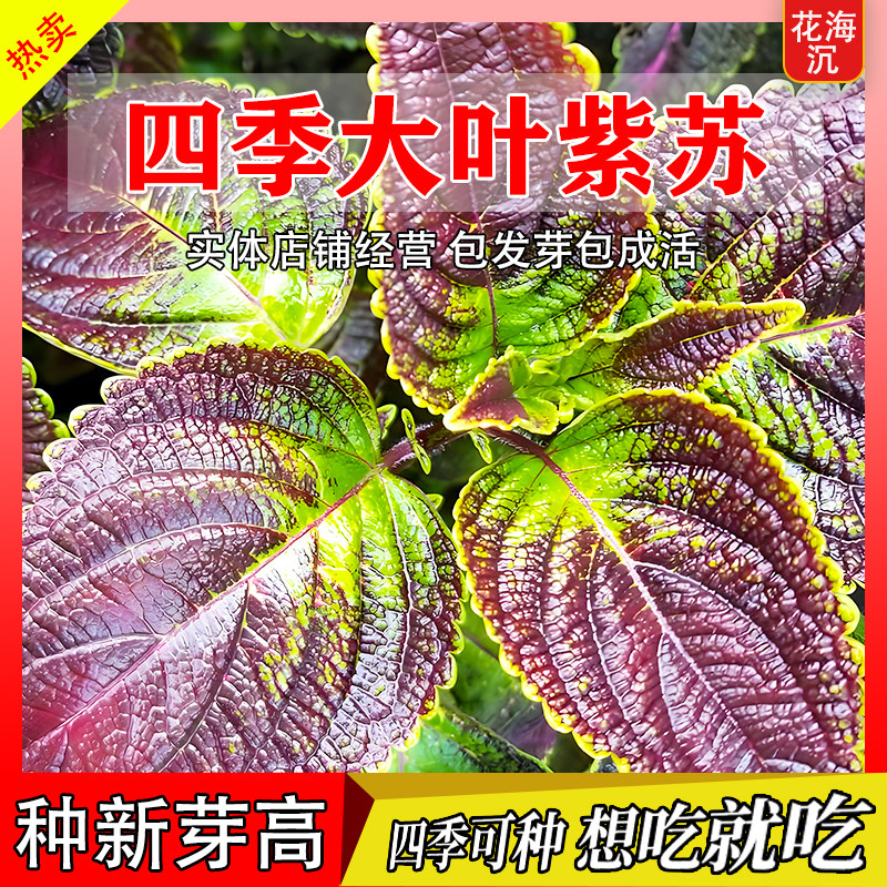 紫苏子紫苏种子紫苏叶种籽盆栽可食用种植苗四季籽种蔬菜孑苏子叶