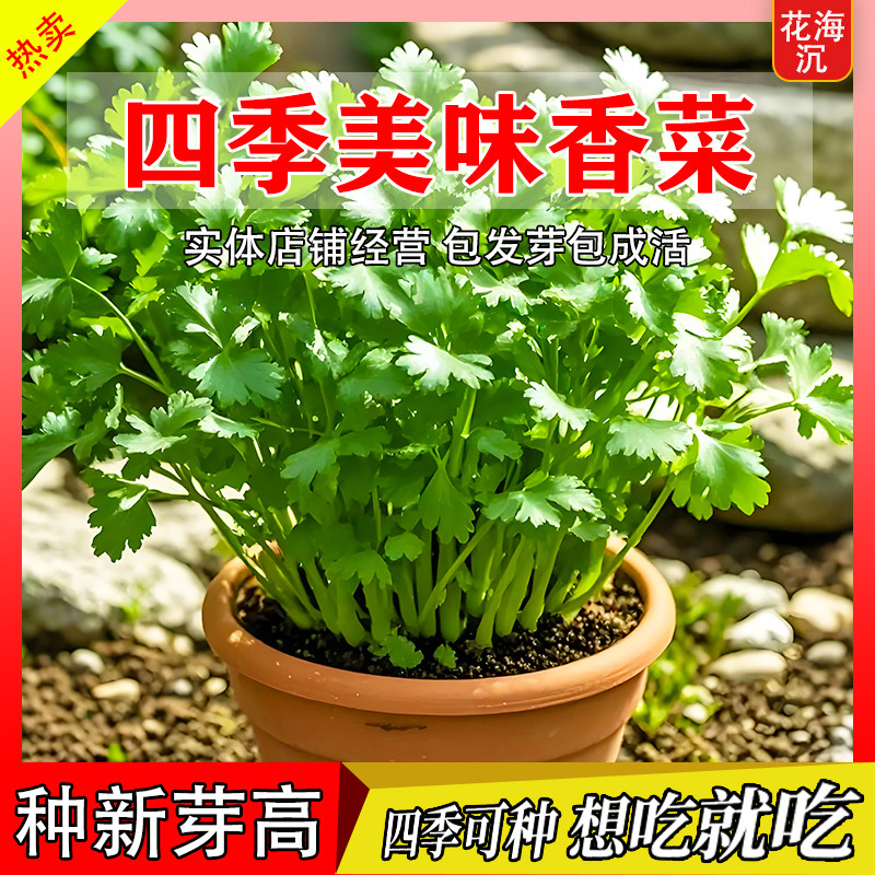 香菜种子大全农家老品种香菜大叶芫荽种四季春夏秋季耐热阳台盆栽