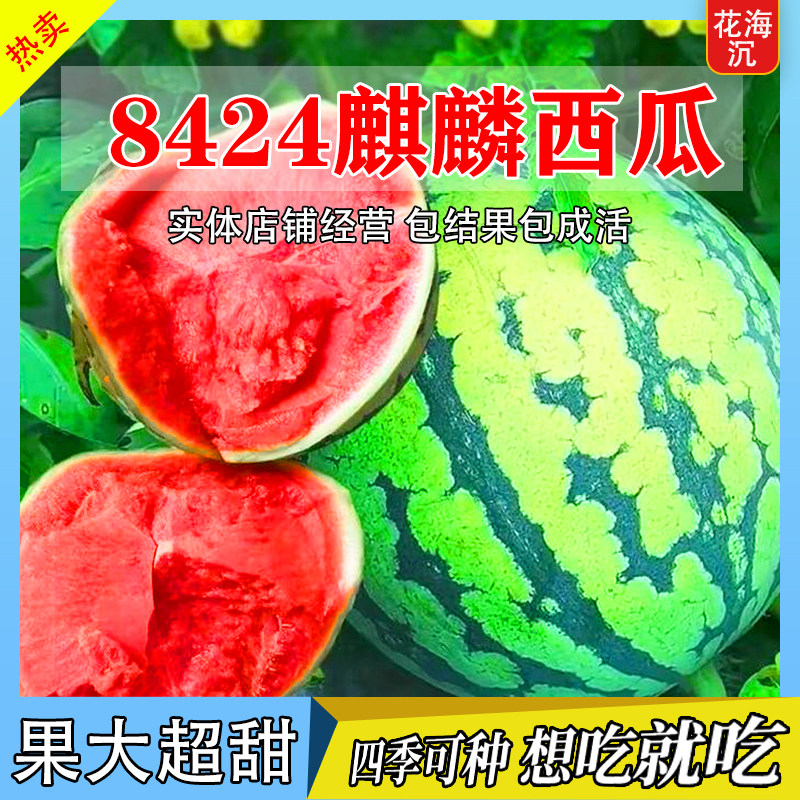 8424麒麟无籽美都西瓜种籽大全种子水果瓜果苗小南方蔬菜苗秧种孑