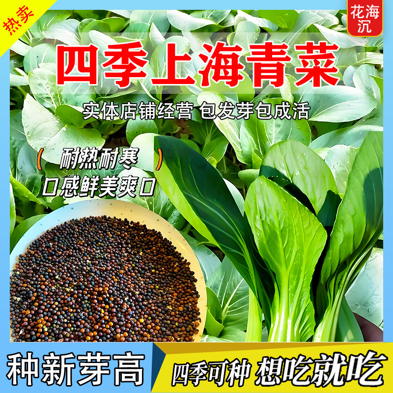 四季上海青种子矮杆无筋青梗上海青种子小青菜籽蔬菜盆栽阳台庭院