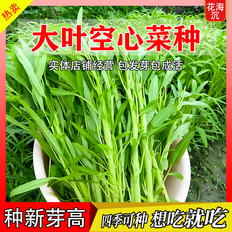 大叶空心菜种子圆叶四季菜苗菜籽蔬菜大叶空心菜种籽种孑农家盆栽