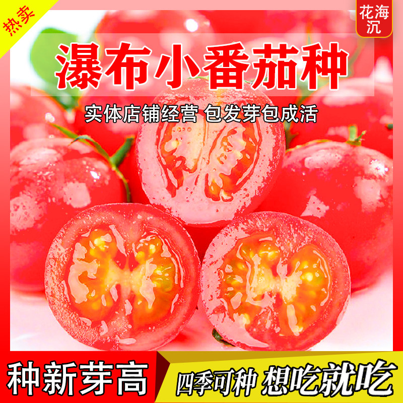 甜百万串瀑布番茄开胃酒红千禧蔬菜西红柿圣女果小番茄种子籽种苗